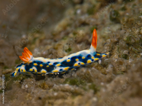 Nudibranch Hypselodoris infucata from Cyprus