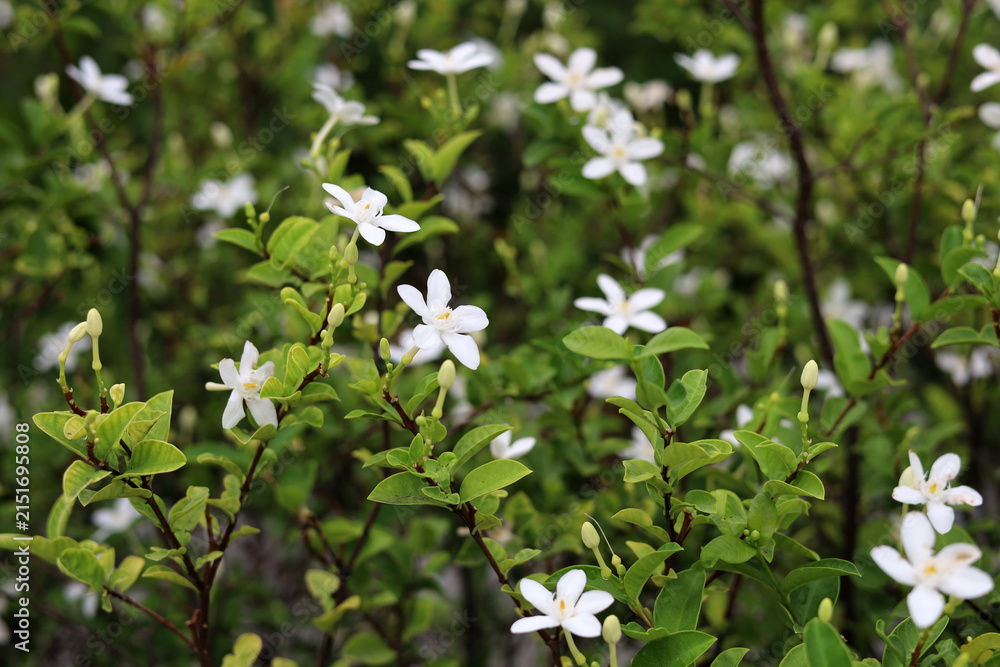 Fototapeta premium Wrightia antidysenterica shrub with white flowers.