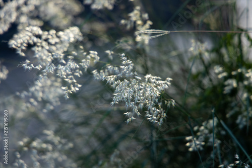 Close view of grass flowers in a field during early morning light