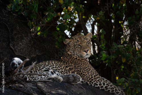 Photography African Leopard Resting on Rocks in Central Serengeti, Tanzania