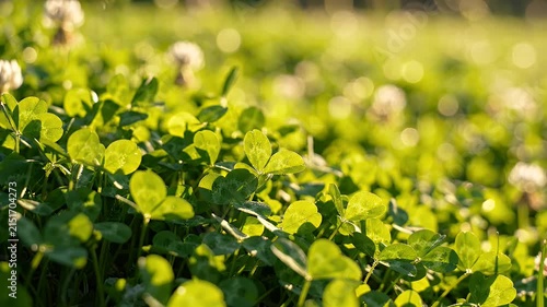 Sunlit meadow filled with dense green clover plants.