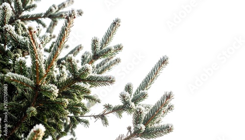 Close up of a coniferous tree branch with snow covered needles.