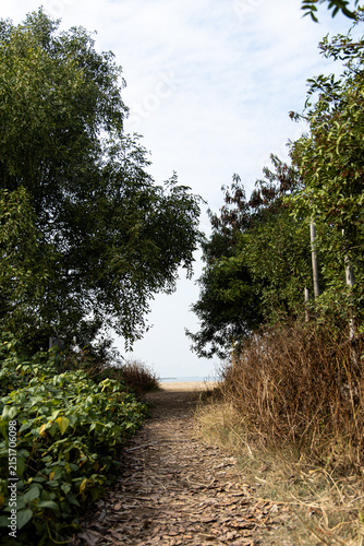 Pathway leads through trees towards a beach on a clear day