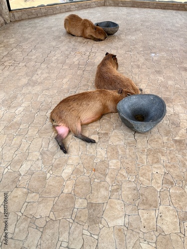 Capybaras at the Zoo