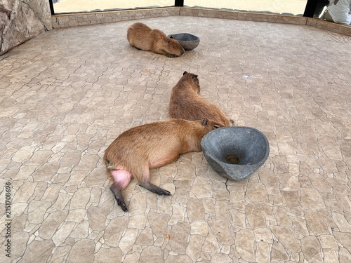 Capybaras at the Zoo
