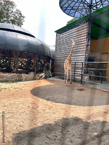 Giraffe at the zoo
