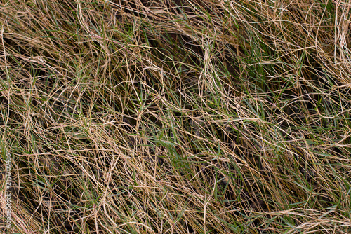 Tall grass sways in the wind under a clear sky on a sunny day in a rural area