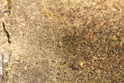 Close-up view of textured stone surface with various colors and patterns in natural setting