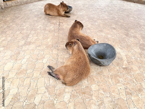 Capybaras at the Zoo