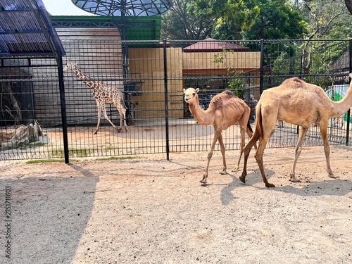A camel in the pen