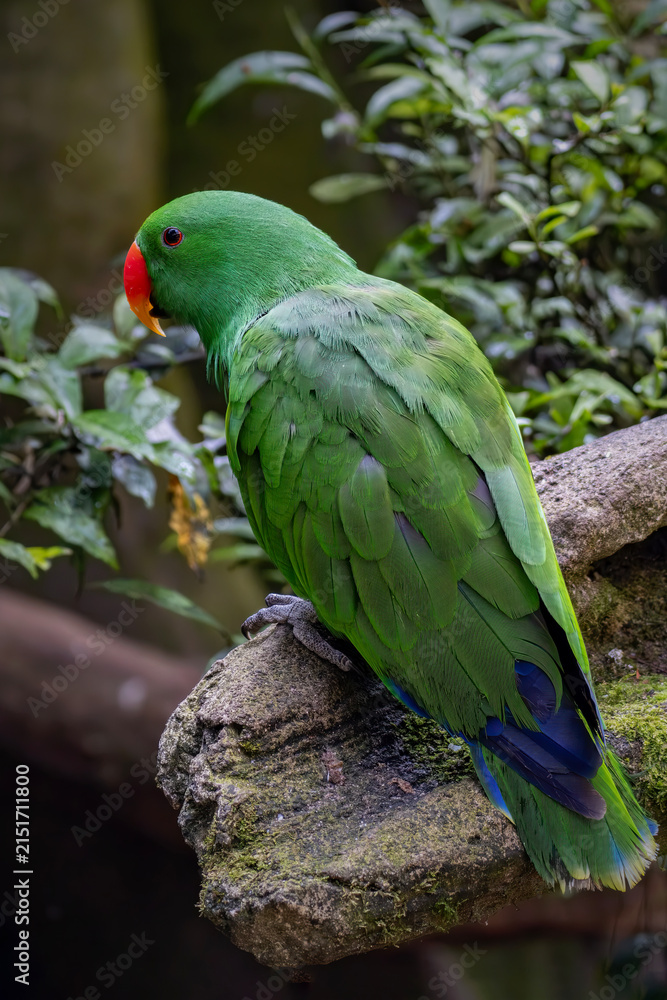 Obraz premium Close-up portrait of a beautiful green tropical parrot resting on a wooden stick against a soft blurred natural background