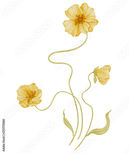 Yellow Watercolor Wildflower Botanical Illustration 