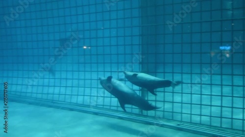 Dolphins swimming underwater in a large aquarium pool. Marine mammals moving gracefully behind a protective metal mesh fence. Aquatic life in a captivity habitat.
