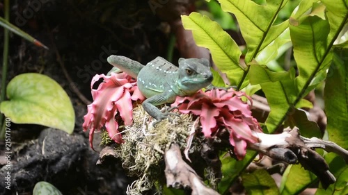Green lizard resting on a mossy branch among tropical leaves. Small reptile sitting in a garden habitat. Wildlife observation of a lizard in nature environment.