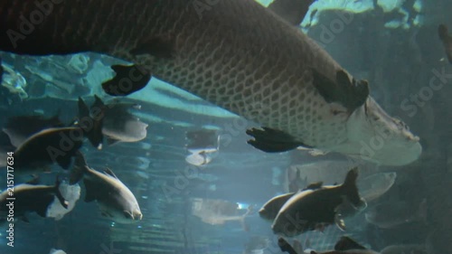 Large arapaima swimming in a public aquarium with various fish species. Underwater view of giant tropical freshwater fish gliding through deep blue water habitat.