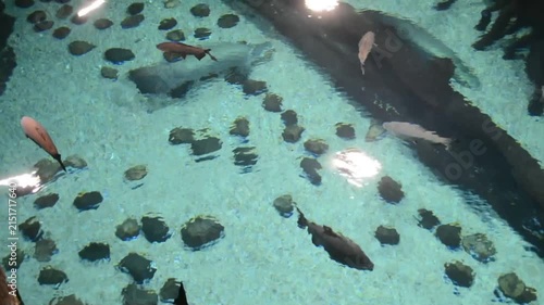 Fish swimming in a clear pond with scattered river stones. Aquatic life in shallow water with bright reflections on the surface. Nature observation at a park.