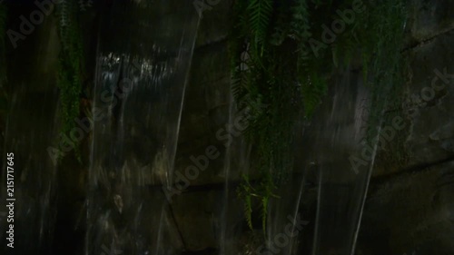 Water cascading down a dark rocky wall with green ferns. Natural fountain flowing over stone surfaces. Tropical garden landscape feature for relaxation design.