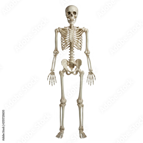 Anatomical human skeleton model, full body medical bone structure, educational biology and halloween concept isolated on White Background