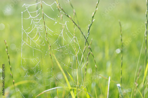 Konstfotografi Spider webs in early morning in meadow, in autumn time, spiderwebs spun around g
