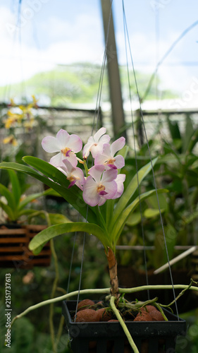 Fotografie Pink and white orchids bloom together in a cluster