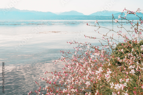 Fleurs de gaura au bord du lac Léman avec vue sur les Alpes à Morges