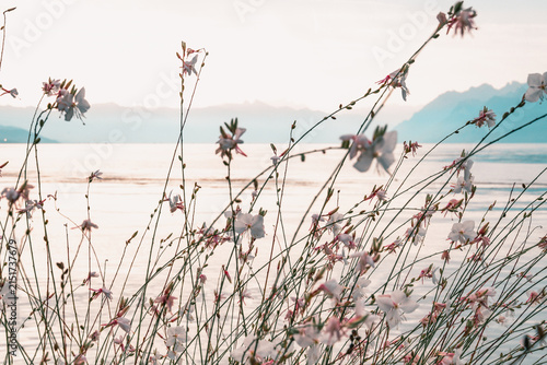 Fleurs de gaura au bord du lac Léman avec vue sur les Alpes à Morges