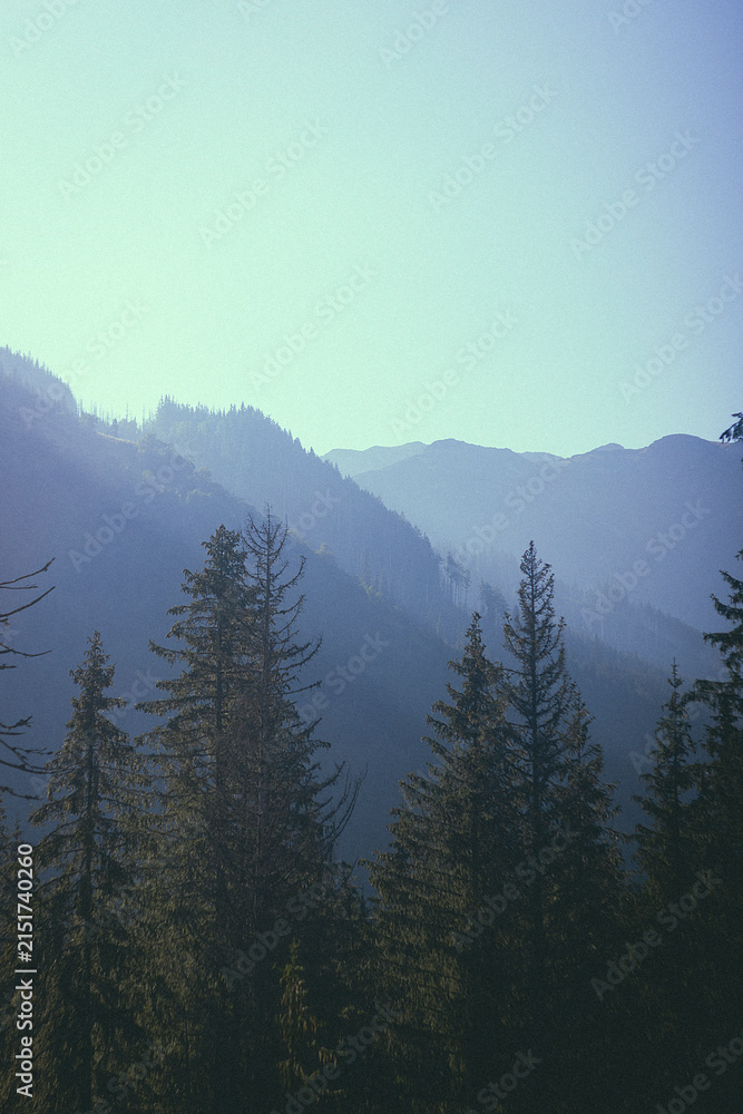 Fototapeta premium Blue mountain silhouettes with dark pine forest foreground real landscape photography