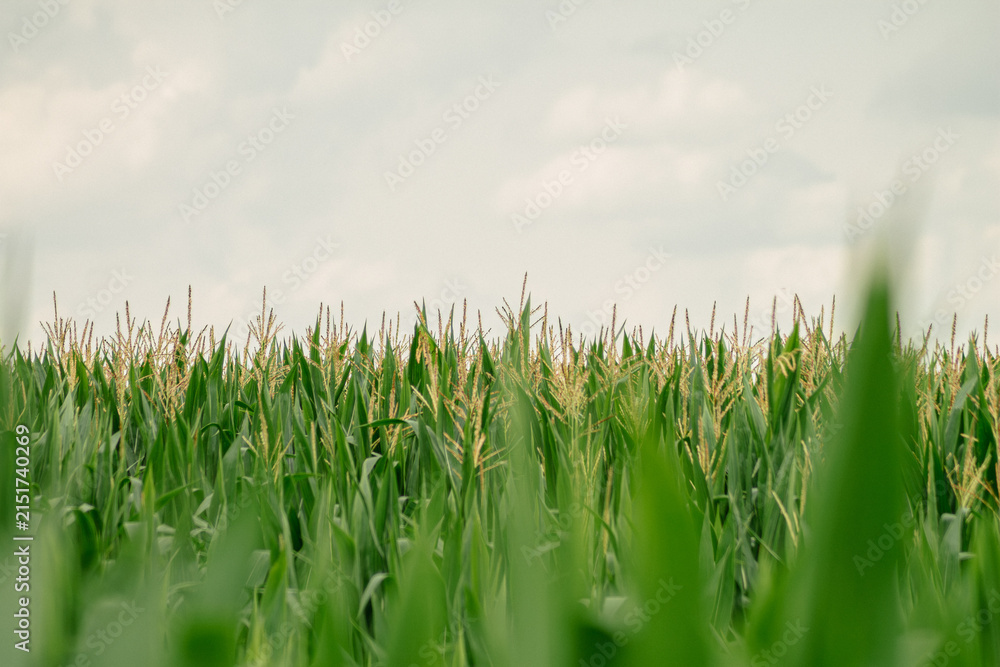 Fototapeta premium Green corn field with soft foreground blur under cloudy sky closeup landscape photography