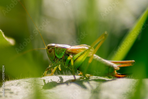 Obraz na plátně Close-up grasshopper sitting among fresh green grass macro real photography