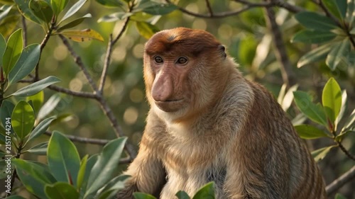 Proboscis Monkey Portrait in Tropical Mangrove Forest Natural Scene 4K