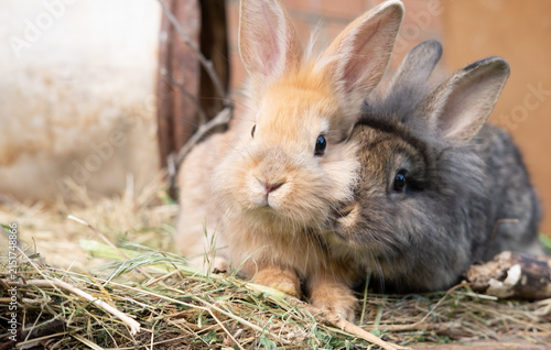 Two Cute Baby Rabbits pets
