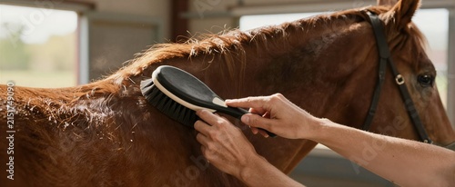 Brown Horse As Main Subject With Mane Brushed By Persons Hand Holding Black Brush White Bristles Groomed Shiny Hair Reflects Light