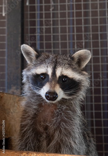 Raccoon in the cage at home pet