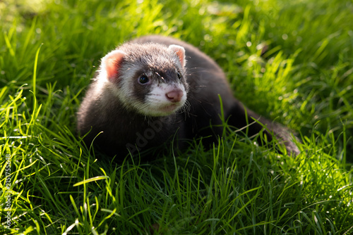 Chocolate sable ferret kit on the grass.