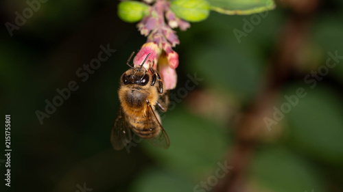 Cuadro en lienzo Bio Diversity - Apis mellifera - Honey Bee Feeding on Blueberry Blossom