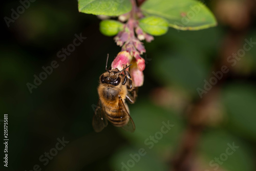 Quadro su tela Bio Diversity - Apis mellifera - Honey Bee Feeding on Blueberry Blossom