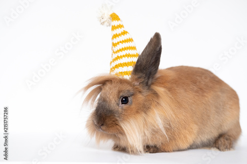 rabbit in funny hat on white background
