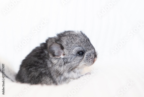 Cute baby chinchilla 3 days old on a white background