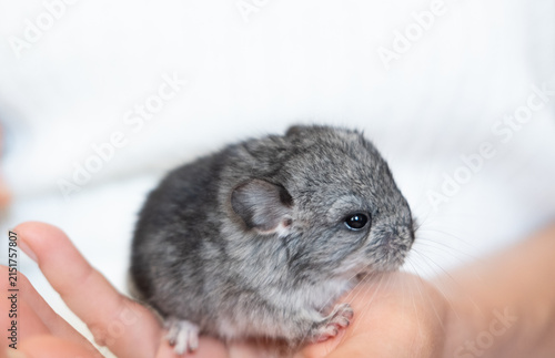 Cute baby chinchilla 3 days old on a white background