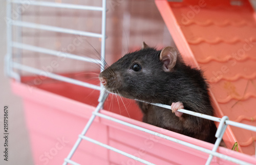 Domestic rat in a cage looking outside