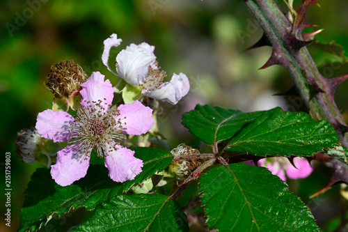 Obraz na płótnie Mittelmeer-Brombeere, Ulmenblatt-Brombeere // Burbank's thornless blackberry (Ru