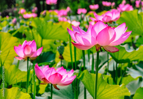初夏を告げる蓮の花