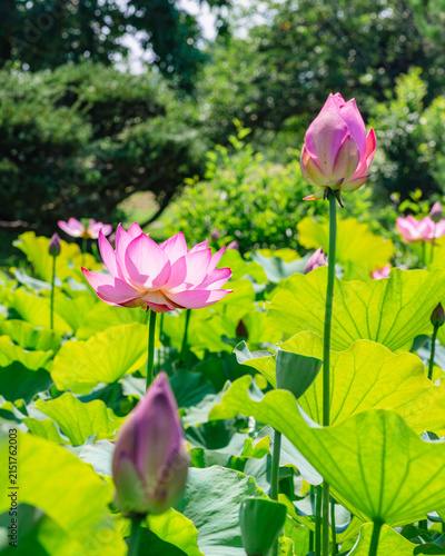 初夏を告げる蓮の花