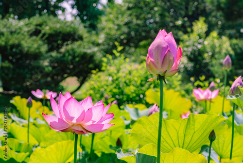 初夏を告げる蓮の花