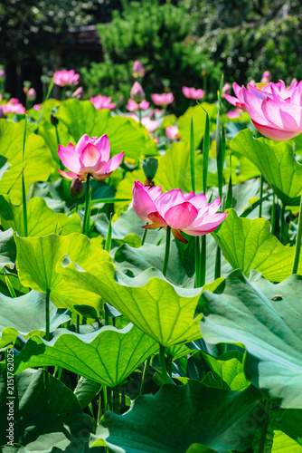 初夏を告げる蓮の花