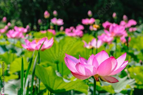 初夏を告げる蓮の花