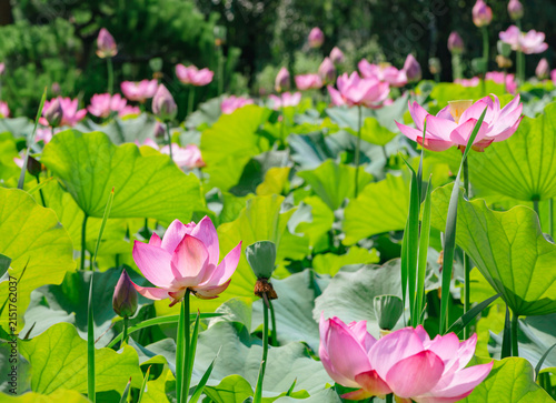 初夏を告げる蓮の花