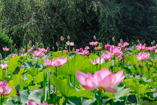 初夏を告げる蓮の花