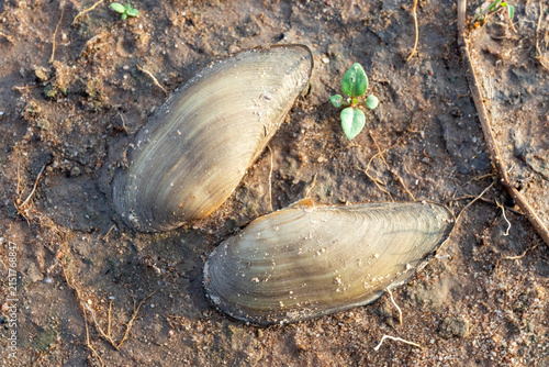 Photography Two freshwater mussel shells lying on damp muddy soil with small green plant spr