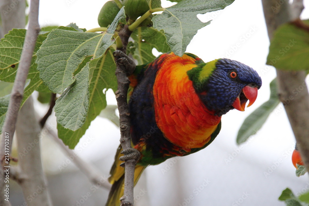 Obraz premium australian bird (lorikeet) in a zoo in france 
